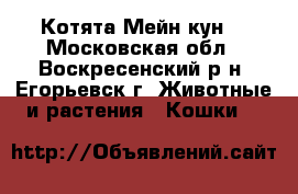 Котята Мейн кун  - Московская обл., Воскресенский р-н, Егорьевск г. Животные и растения » Кошки   